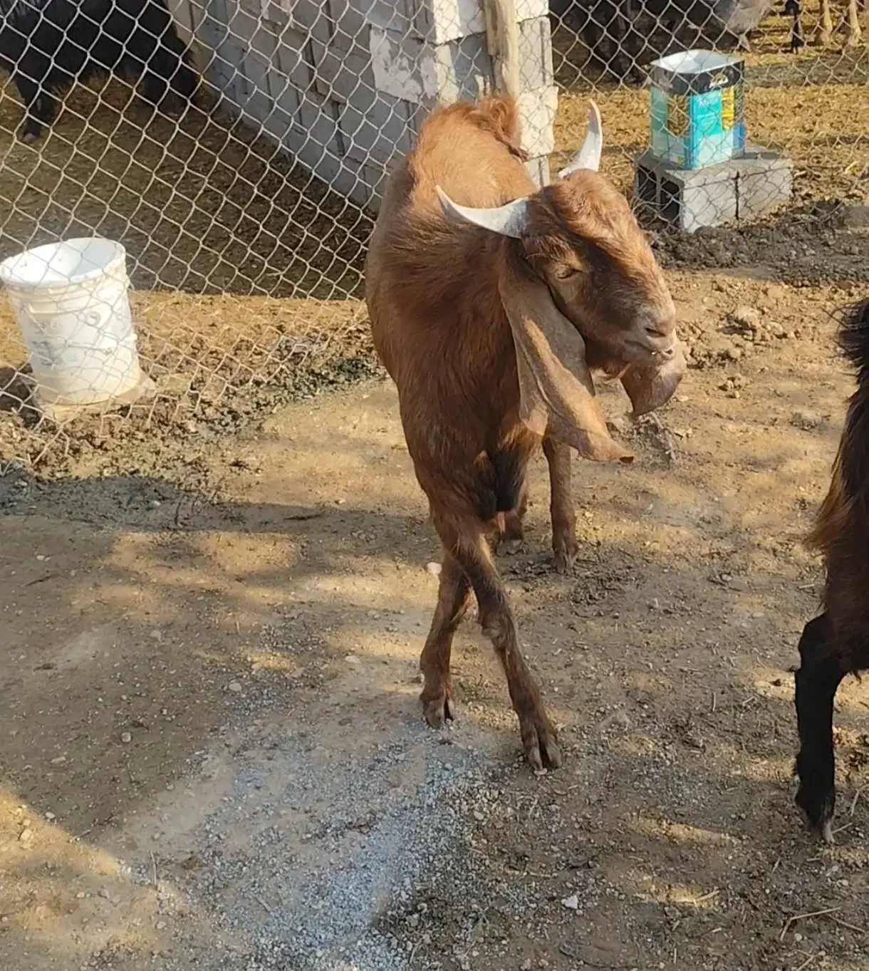 کهره چکل بذری پاکستانی|حیوانات مزرعه|ششده و قره بلاغ, |دیوار