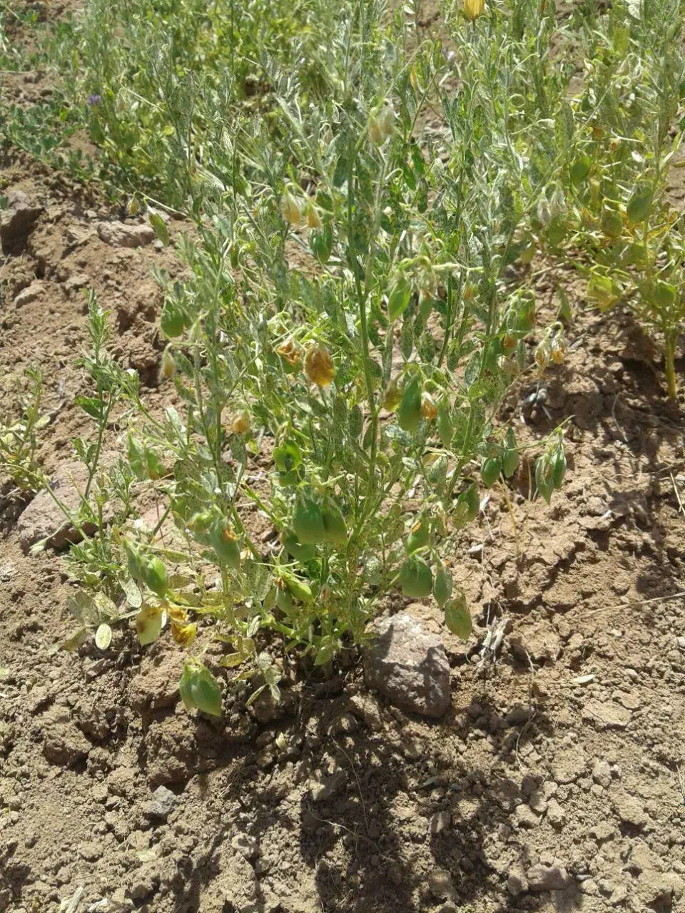 کاه عدس|لوازم جانبی حیوانات|مشگین شهر, |دیوار