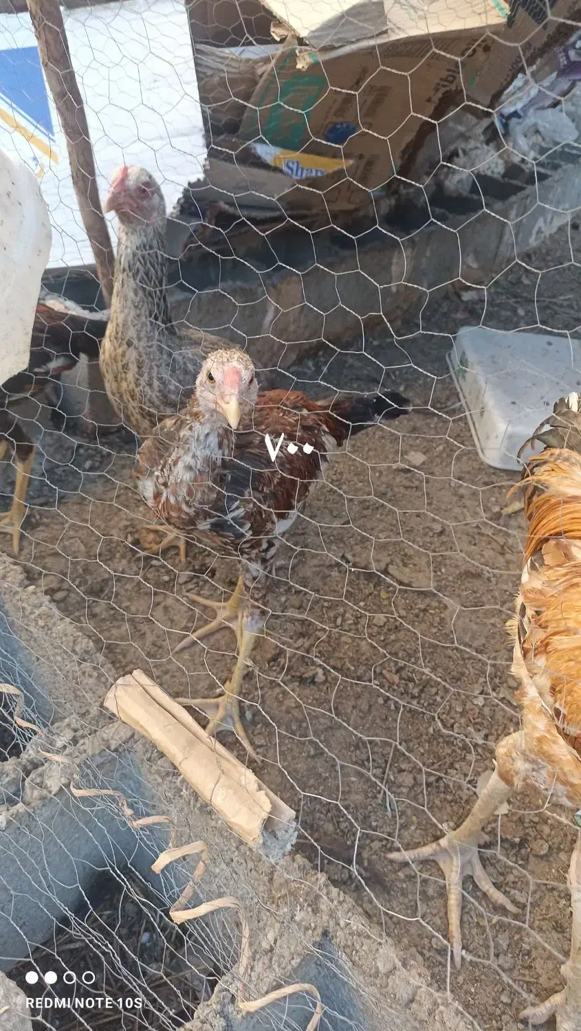 مرغ خروس نصل دار برای مال داری|پرنده|بمپور, |دیوار