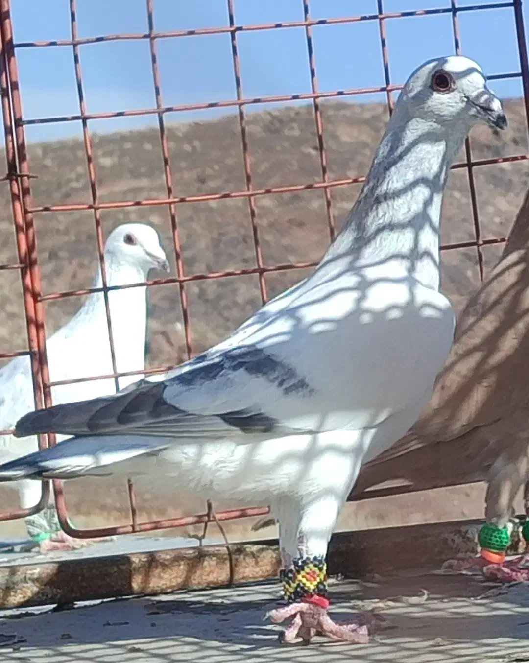 کبوتر|پرنده|تربت‌حیدریه, شهید قرنی|دیوار