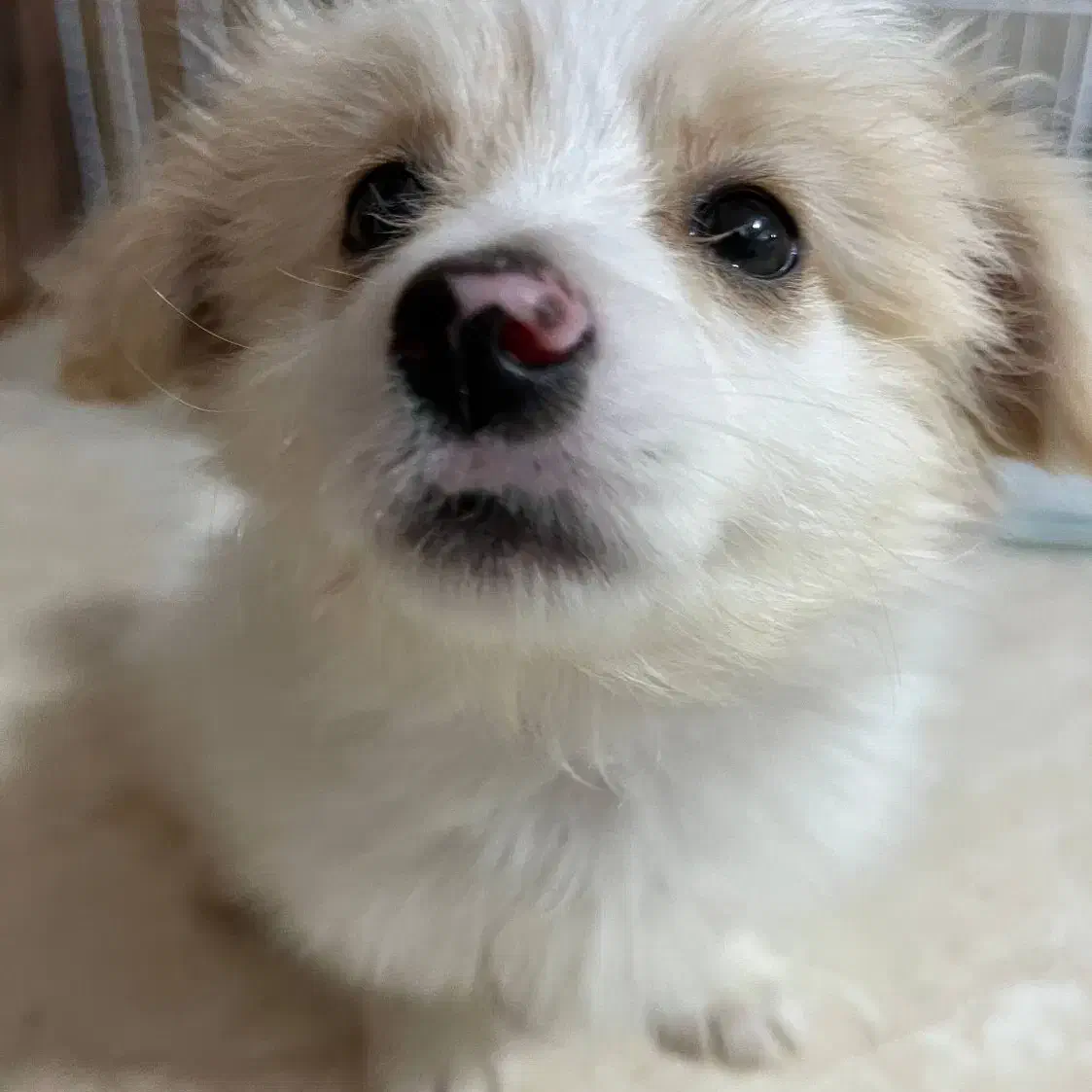 توله سگ اشپیتز پامرانین روباهی|سگ|اصفهان, ناژوان|دیوار