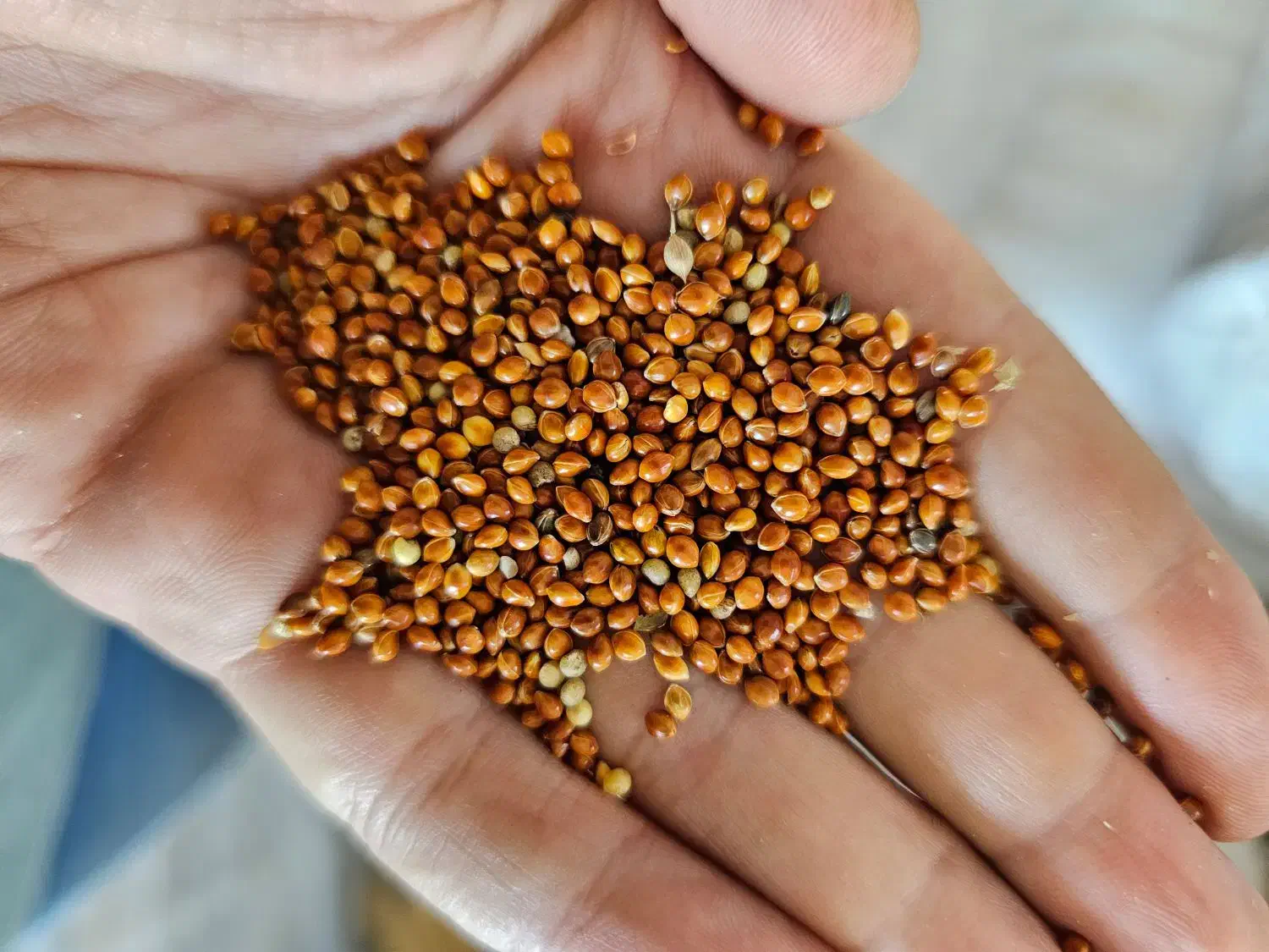 ارزن مرغوب روسی برای تغذیه پرندگان|لوازم جانبی حیوانات|آستارا, |دیوار