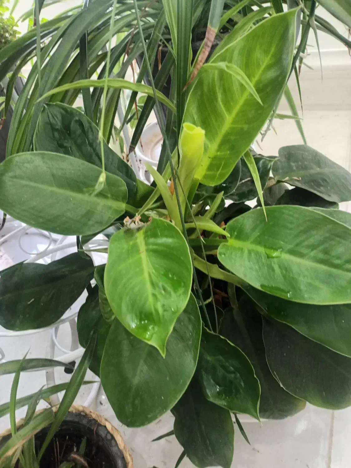 تخفیف فروش گل های خانگی|گل و گیاه طبیعی|مرودشت, بهارستان|دیوار