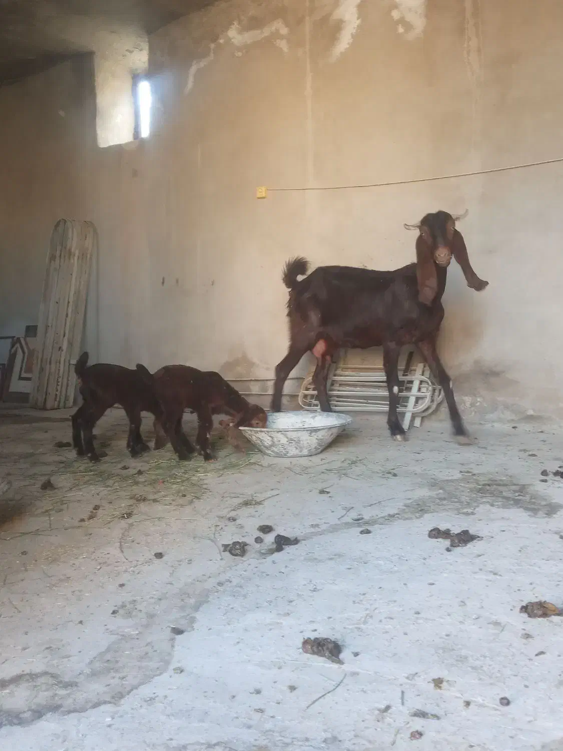 بز دوقلو|حیوانات مزرعه|سیوان, |دیوار