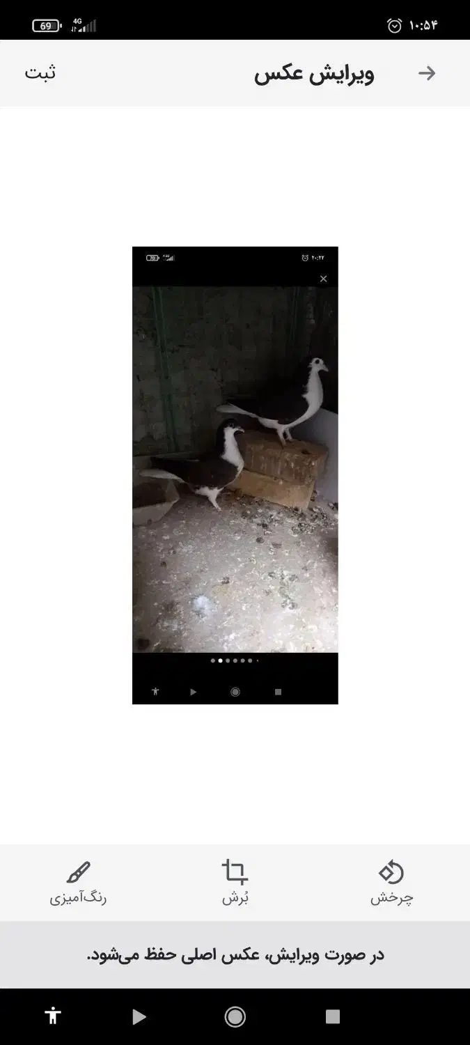 جوجه گمشده|حیوانات|شاهین‌شهر, عطار|دیوار