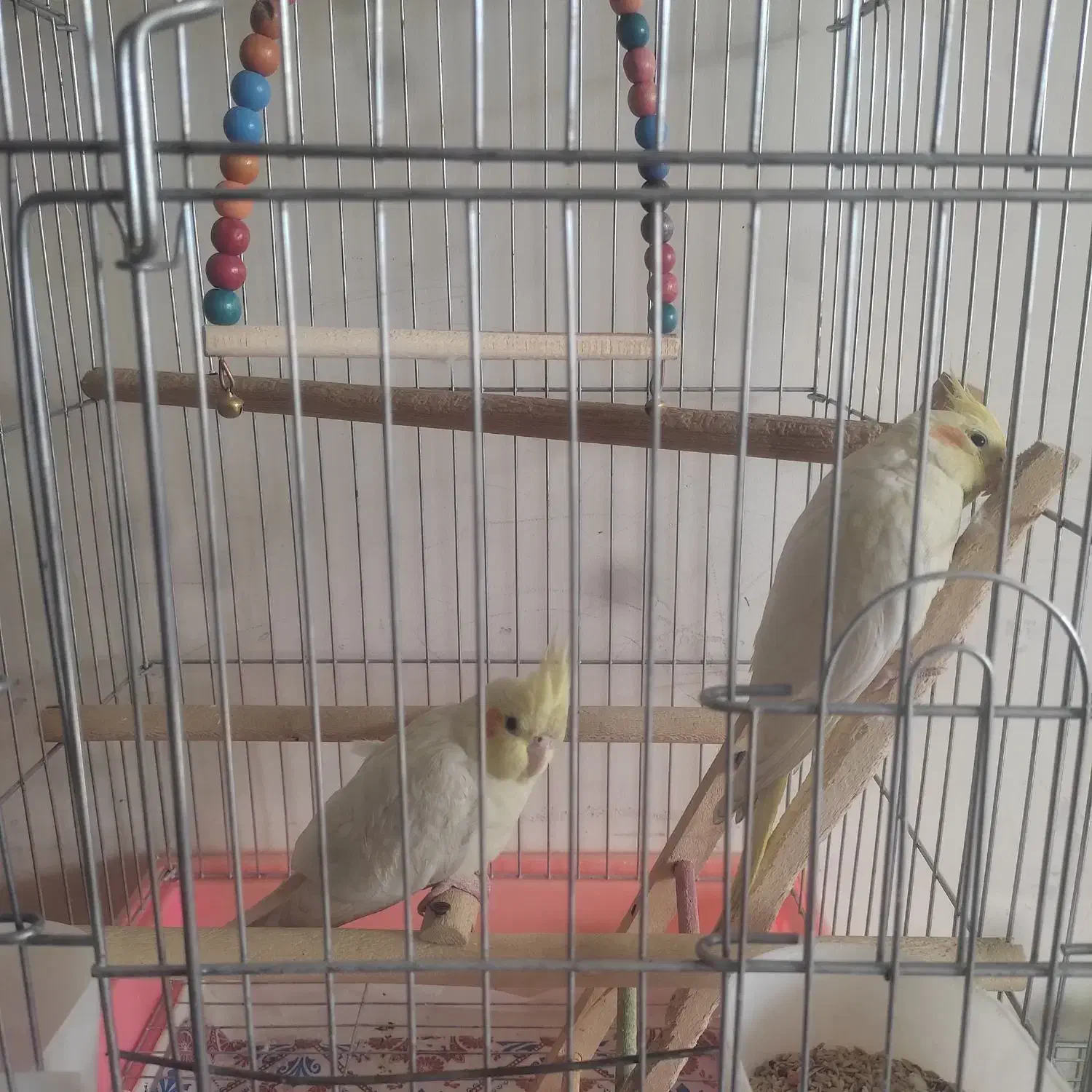 عروس هلندی|پرنده|خمینیشهر, |دیوار