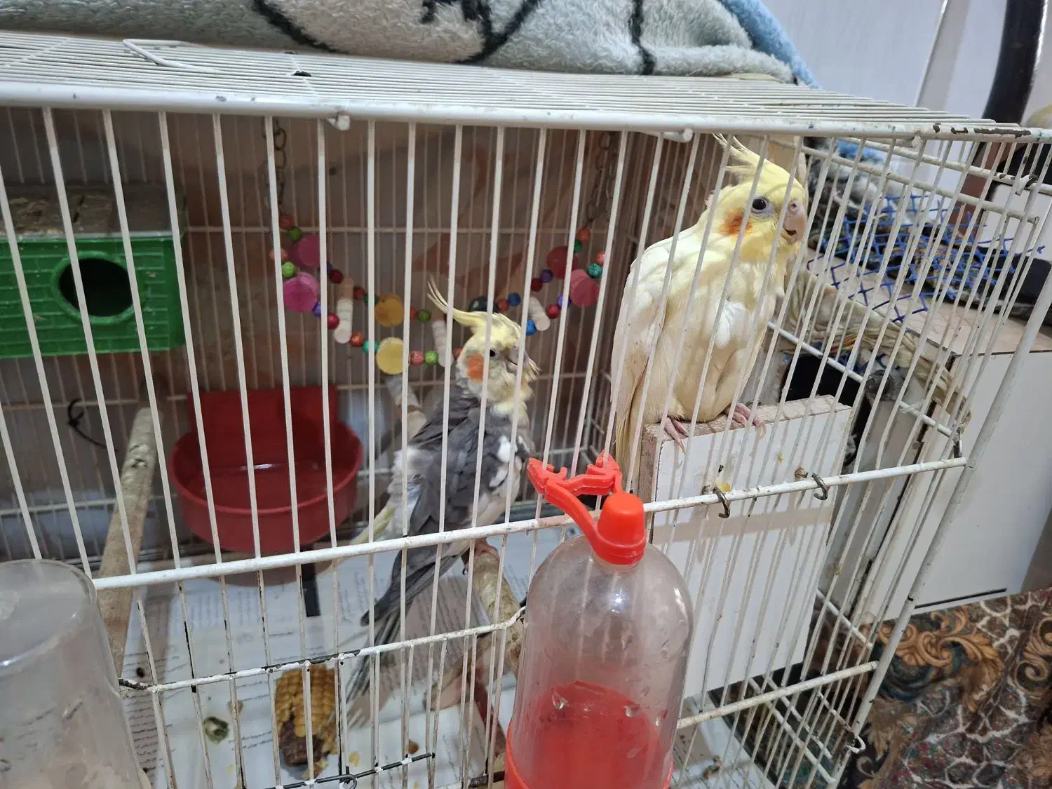 پرنده زینتی|پرنده|شیروان (خراسان), |دیوار