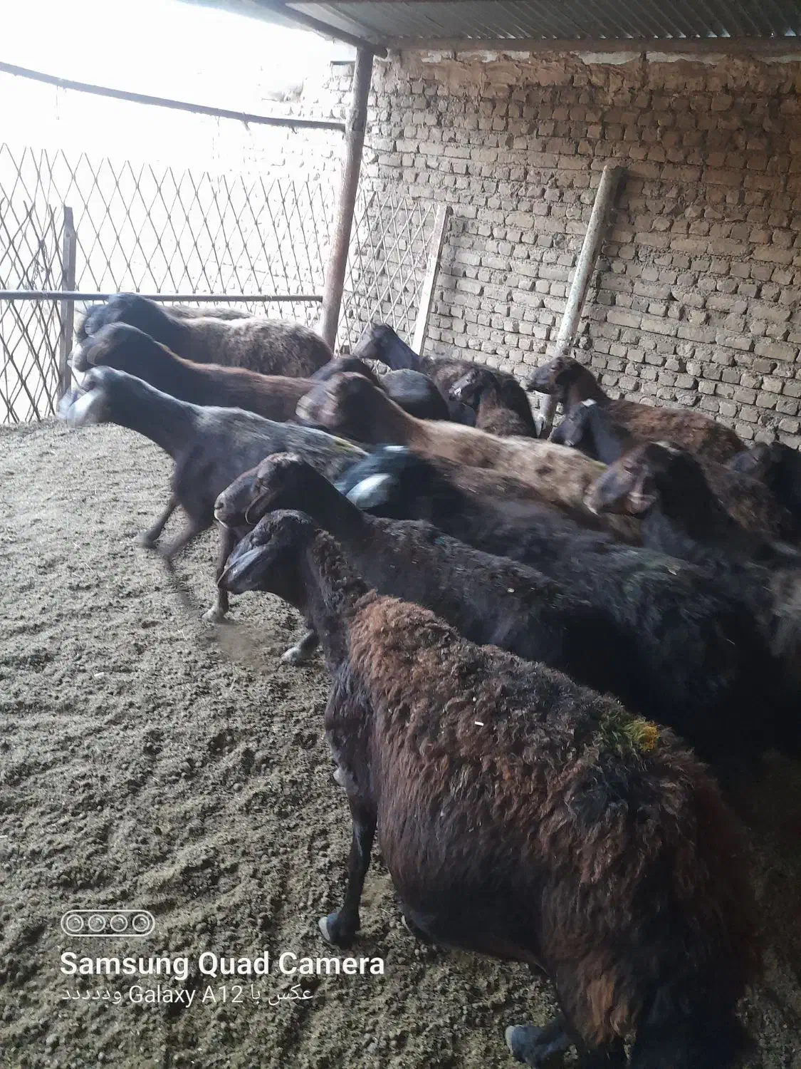 میش افشار ی|حیوانات مزرعه|رضویه, |دیوار