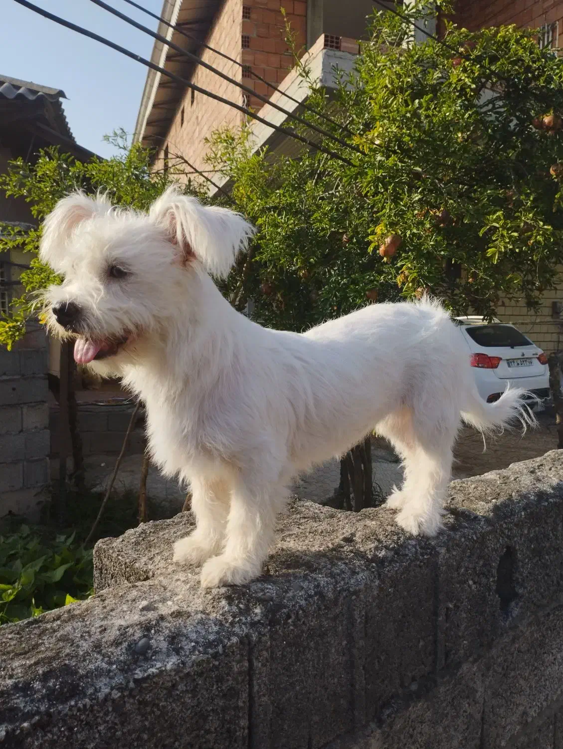 سگ پاکوتاه خوب قیمت دو ۵۰۰|سگ|اسالم, |دیوار