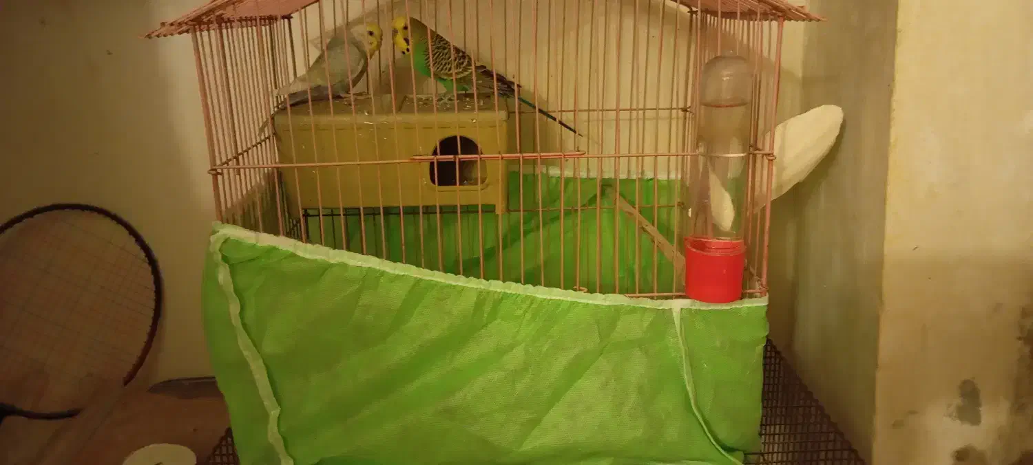 فروش یا معاوضه با یه عدد عروس هلندی ۲ماهه|پرنده|ارومیه, |دیوار