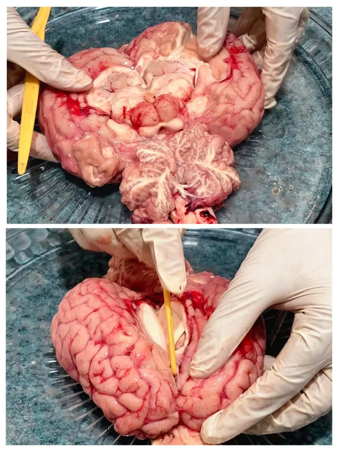 تدریس علوم وزیست شناسی|خدمات آموزشی|ارومیه, |دیوار