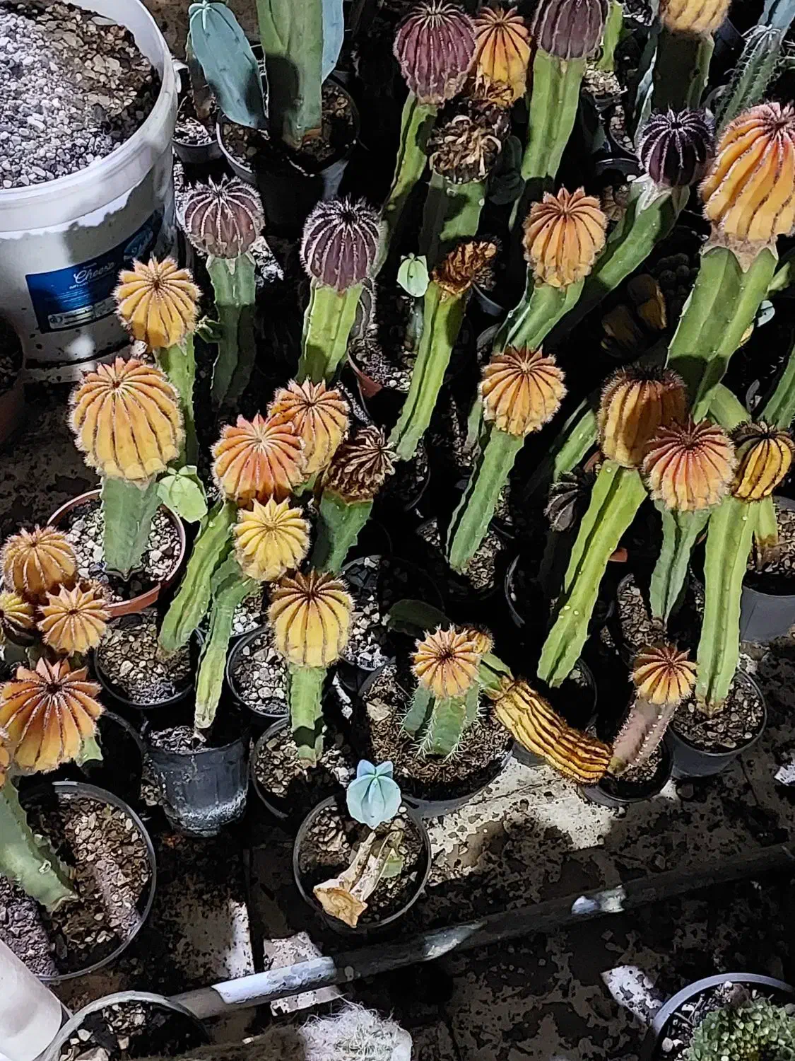 گلهای کاکتوس به قیمت عالی ومناسب حراج زده شد|گل و گیاه طبیعی|کازرون, |دیوار