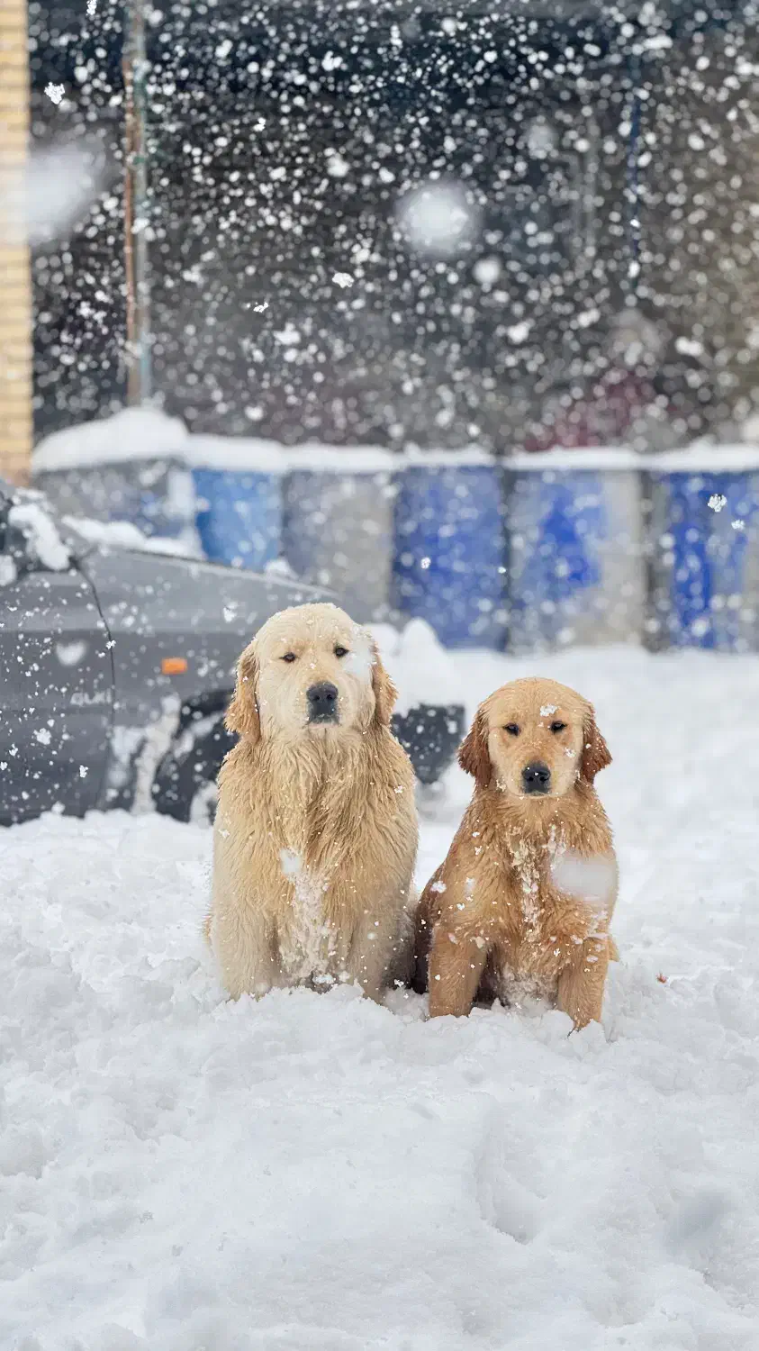 سگ گلدن رتریور|سگ|ابهر, |دیوار