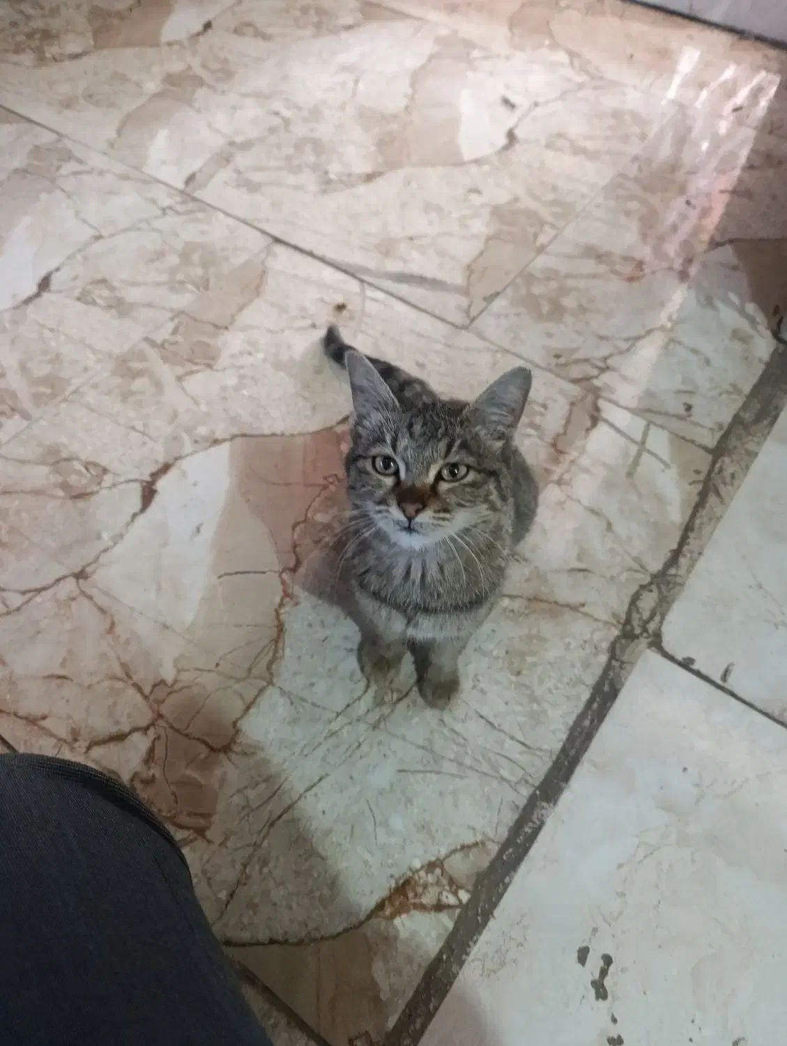 گربه نر|گربه|اقبالیه, |دیوار