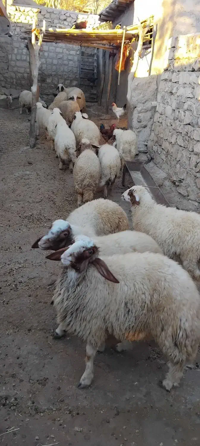 بره سفید|حیوانات مزرعه|اسلام‌‌آباد غرب, |دیوار