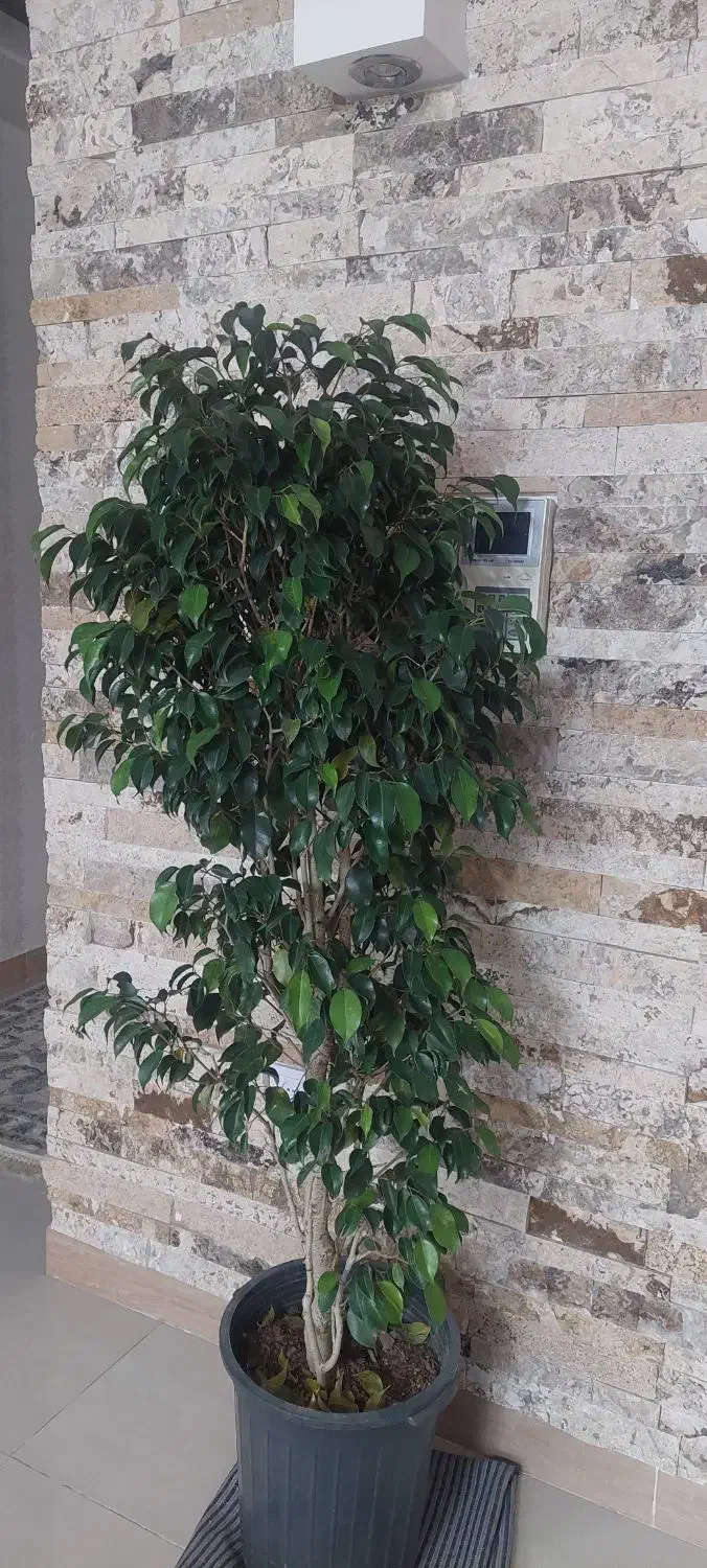 درختچه بنجامین 170 سانتی|گل و گیاه طبیعی|کرج, گلشهر|دیوار