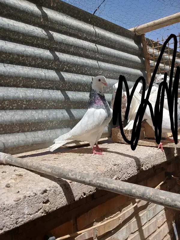 کفتر یا کبوتر طوقی معاوضه با عروس هلندی|پرنده|بافق, |دیوار