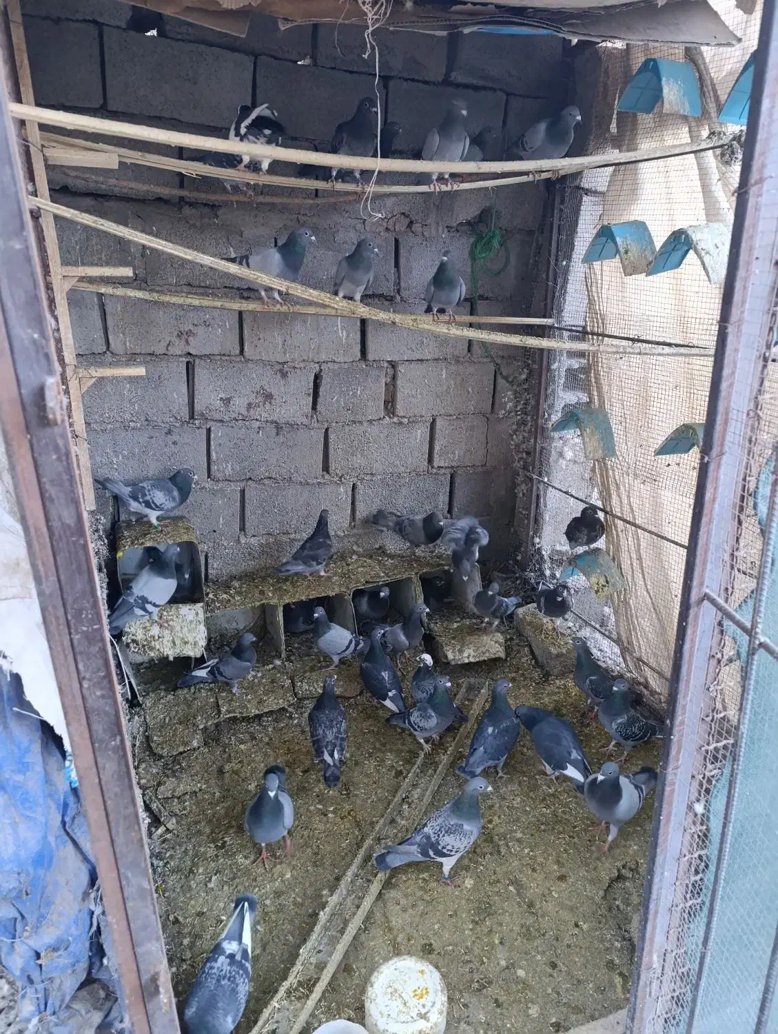 کفتر|پرنده|بم, |دیوار