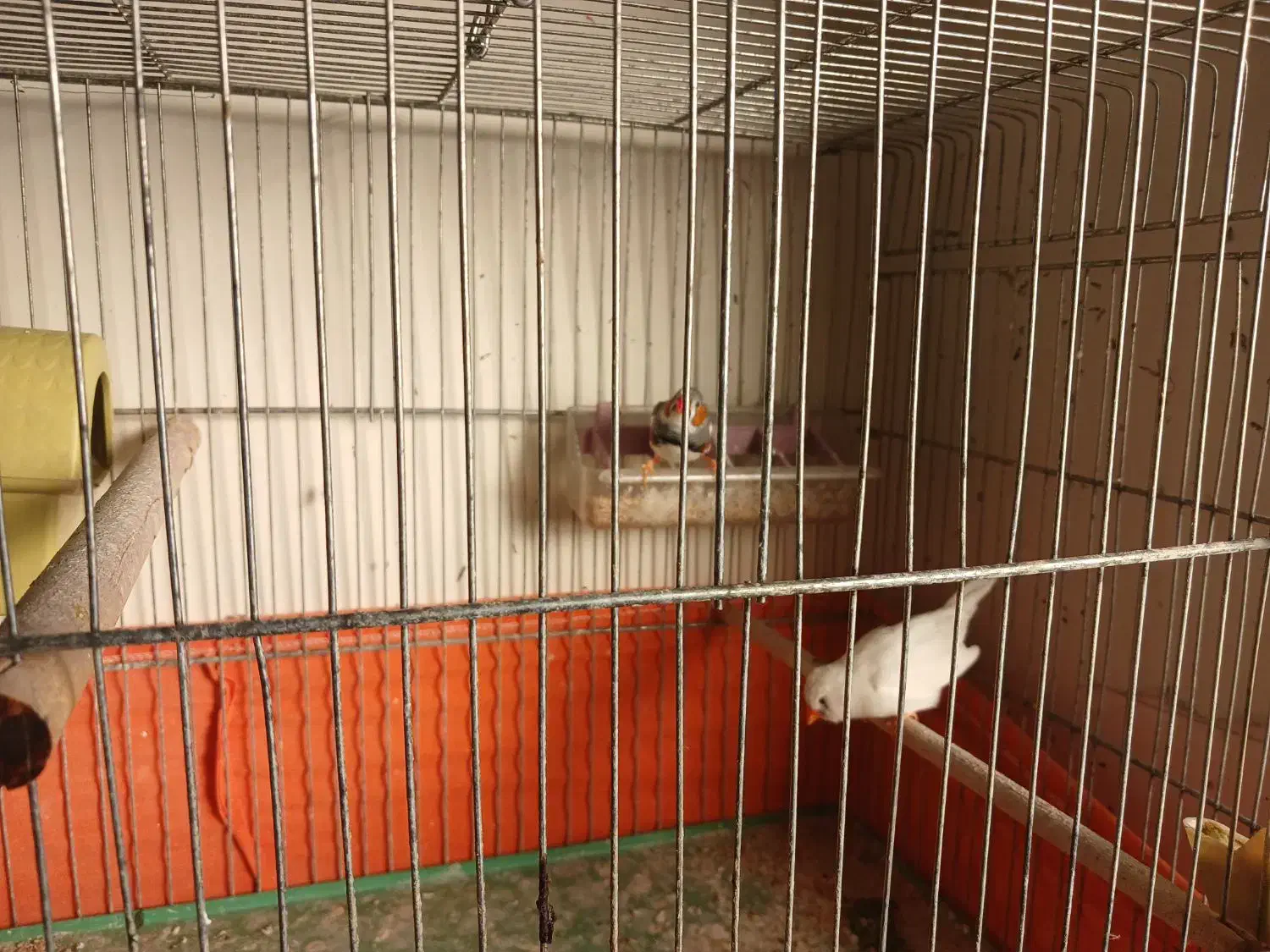 یک جفت فنچ|پرنده|قزوین, |دیوار