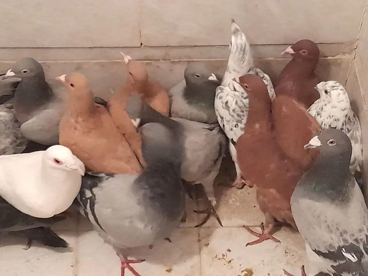 ۲۶عددکفتررنگی به شرط ناجلد یک جادونه ایی ۳۰۰|پرنده|حمیدیا, |دیوار