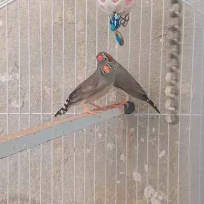 فنج|پرنده|قزوین, |دیوار