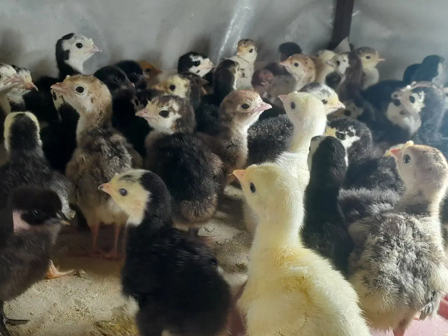 فروش جوجه بوقلمون برنز و محلی واکسن خورده|حیوانات مزرعه|آمل, |دیوار