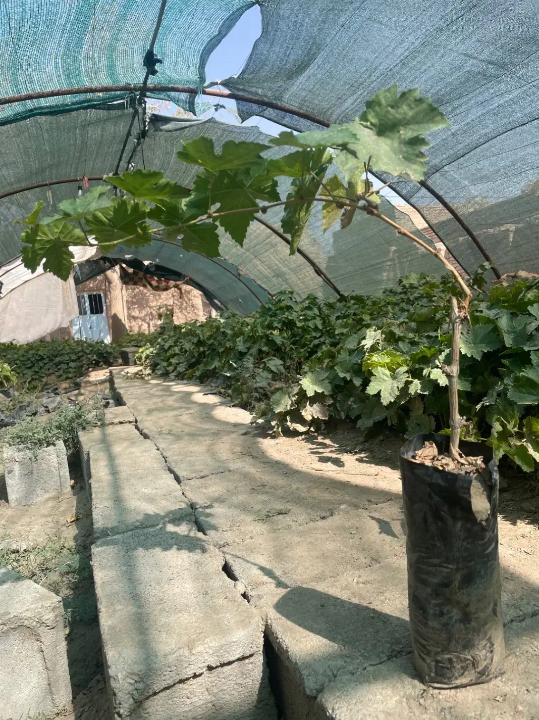 نهال انگوردوساله|خدمات باغبانی و درختکاری|زابل, |دیوار