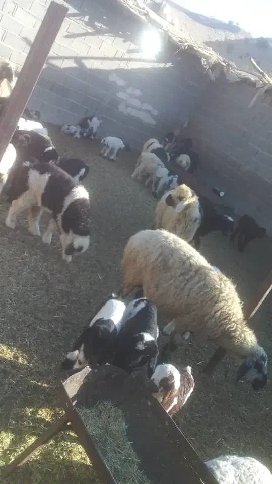 میش بره دار|حیوانات مزرعه|دشمن زیاری, |دیوار