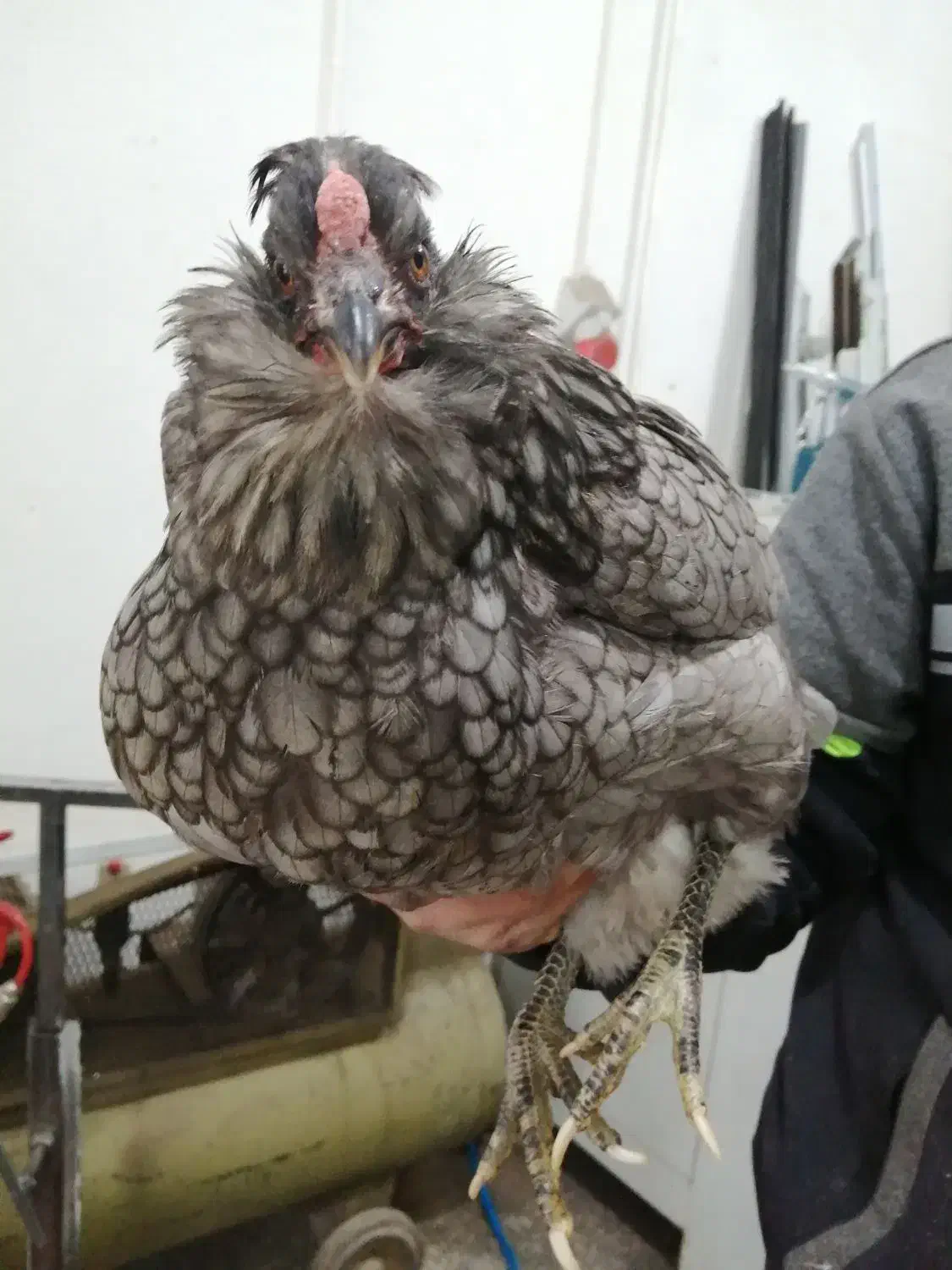 مرغ گلین طوسی|حیوانات مزرعه|شیراز, کوشک میدان|دیوار