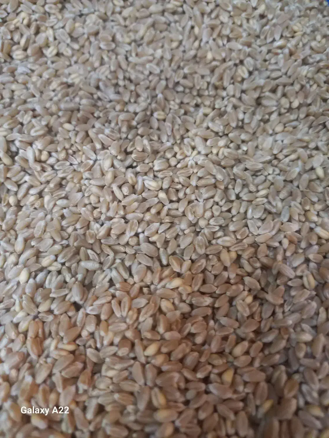گندم پیشگام ولوبیا چتی|عمدهفروشی|آباده, |دیوار