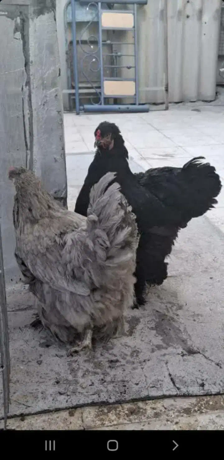 مرغ و خروس و جوجه برهما امپراطور اصل|حیوانات مزرعه|تهران, خانی آباد نو شمالی|دیوار