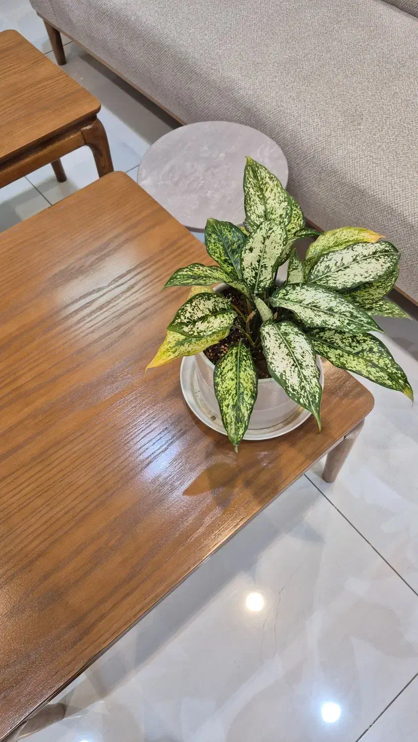 نیرو جوان، مرد جهت تبلیغات در فضای مجازی|استخدام بازاریابی و فروش|مشهد, حیدرآباد|دیوار