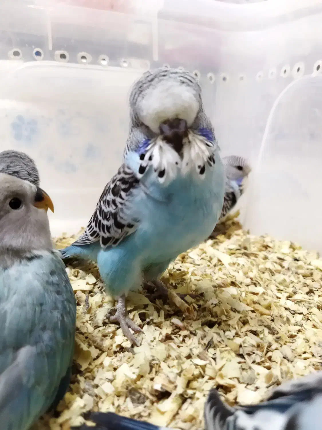 مرغ عشق انگلیسی|پرنده|اندیشه, اندیشه فاز ۲|دیوار