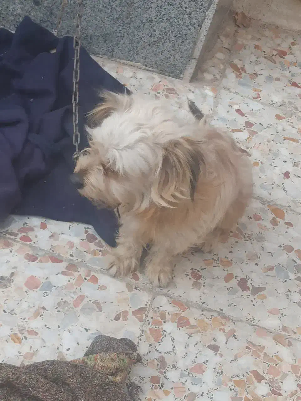 سگ ارمیه بخاطرکم جایی برافروش گزاشتم|سگ|کاشان, شهدا|دیوار