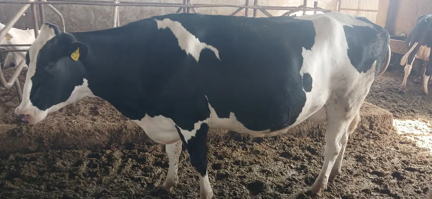 کار در گاوداری|استخدام سرایداری و نظافت|نظر کهریزی, |دیوار