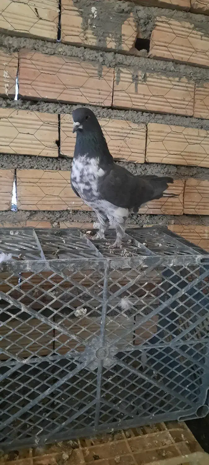 پرشی|پرنده|لالجین, |دیوار