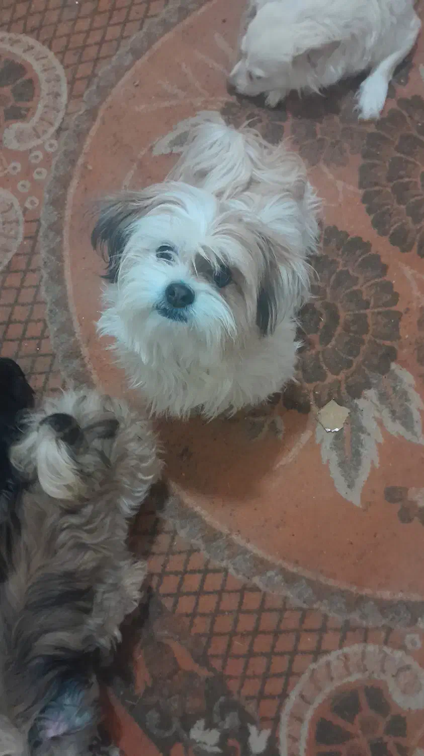 واگذاری  سگ  کوچک|سگ|مرودشت, تخت جمشید|دیوار