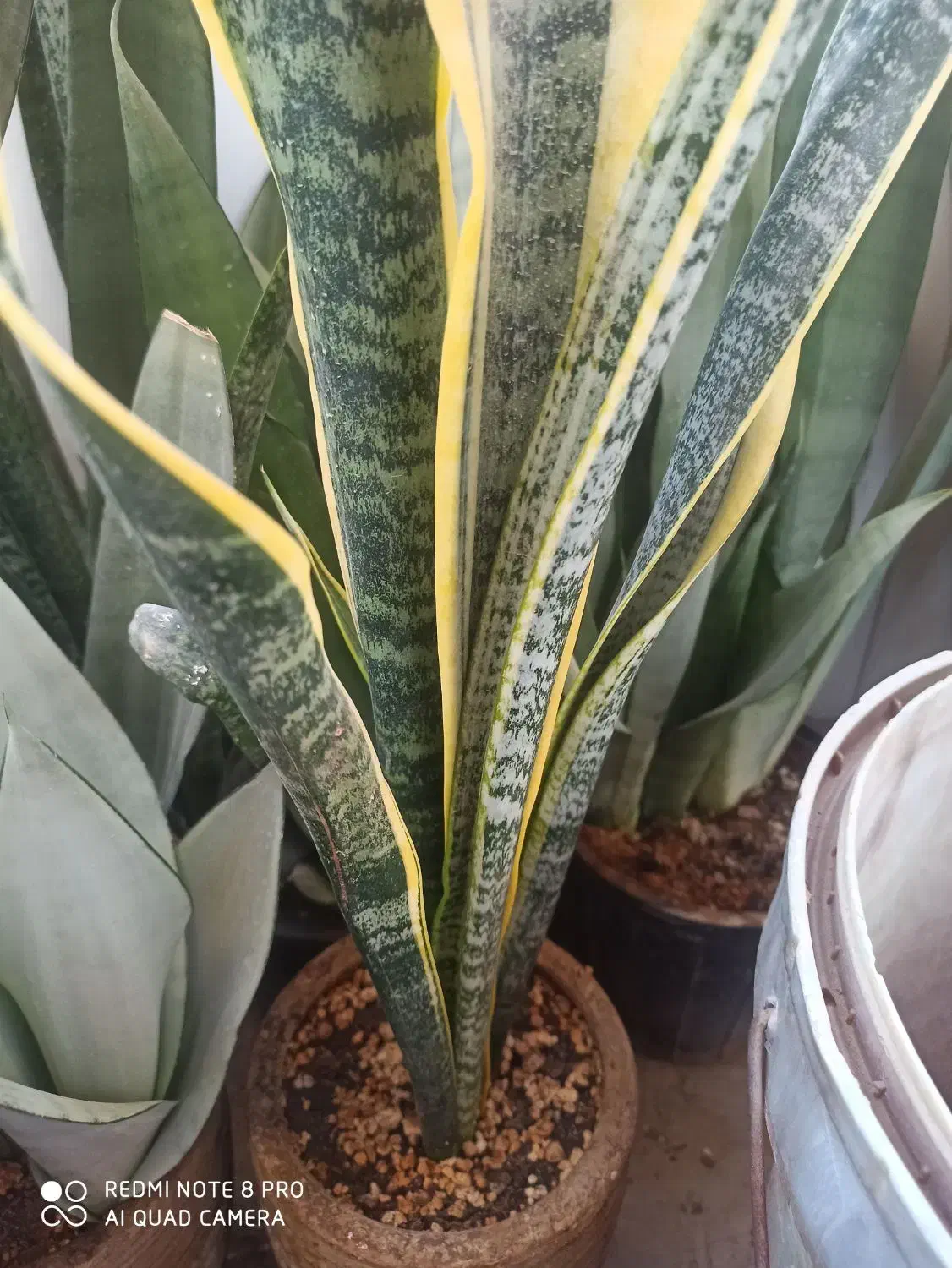 فروش انواع گلهای سانسوریا|گل و گیاه طبیعی|چابهار, |دیوار