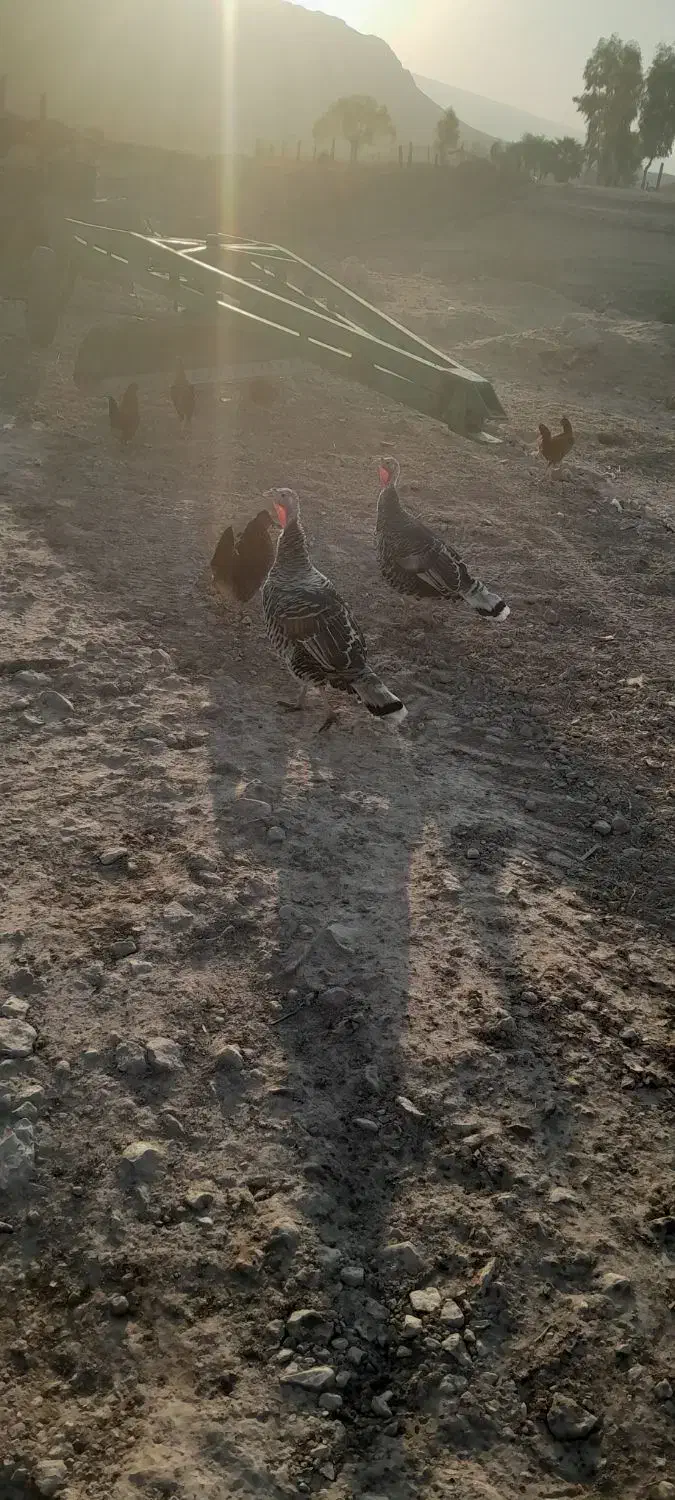 دوعدد بوق کردی اصل ماده|حیوانات مزرعه|سرپل ذهاب, |دیوار