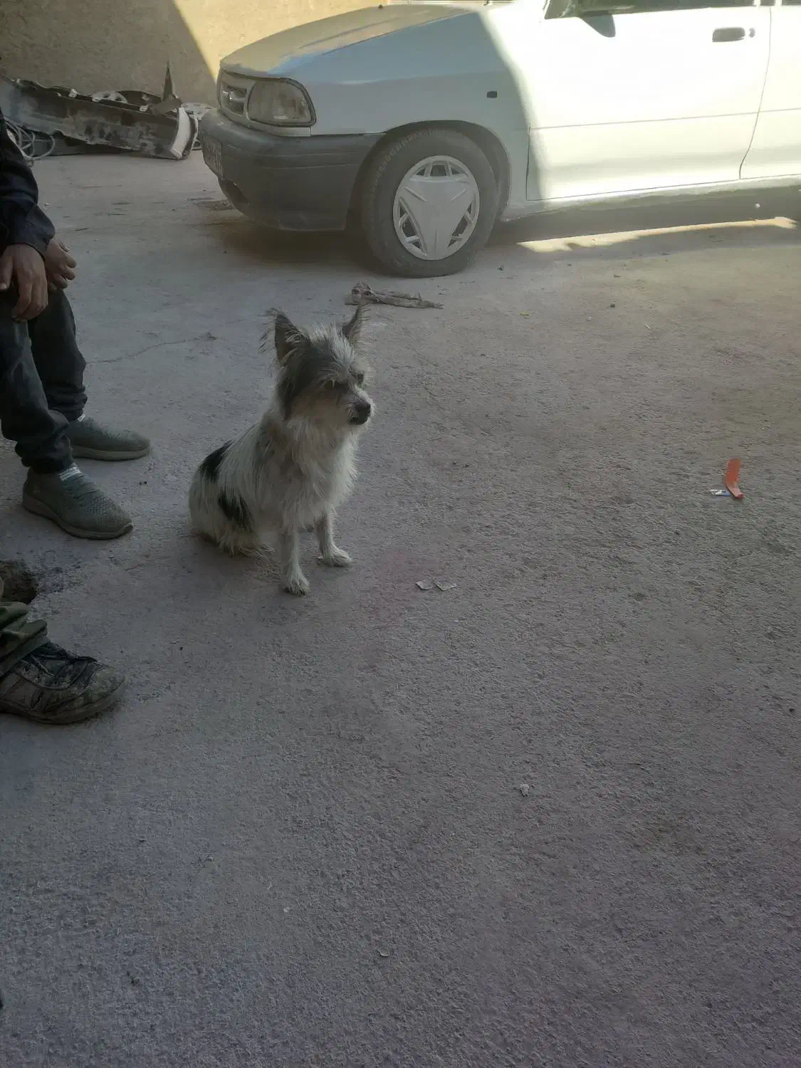 سگ پاکوتاه خشکل وحرف گوش کن|سگ|کاشمر, |دیوار