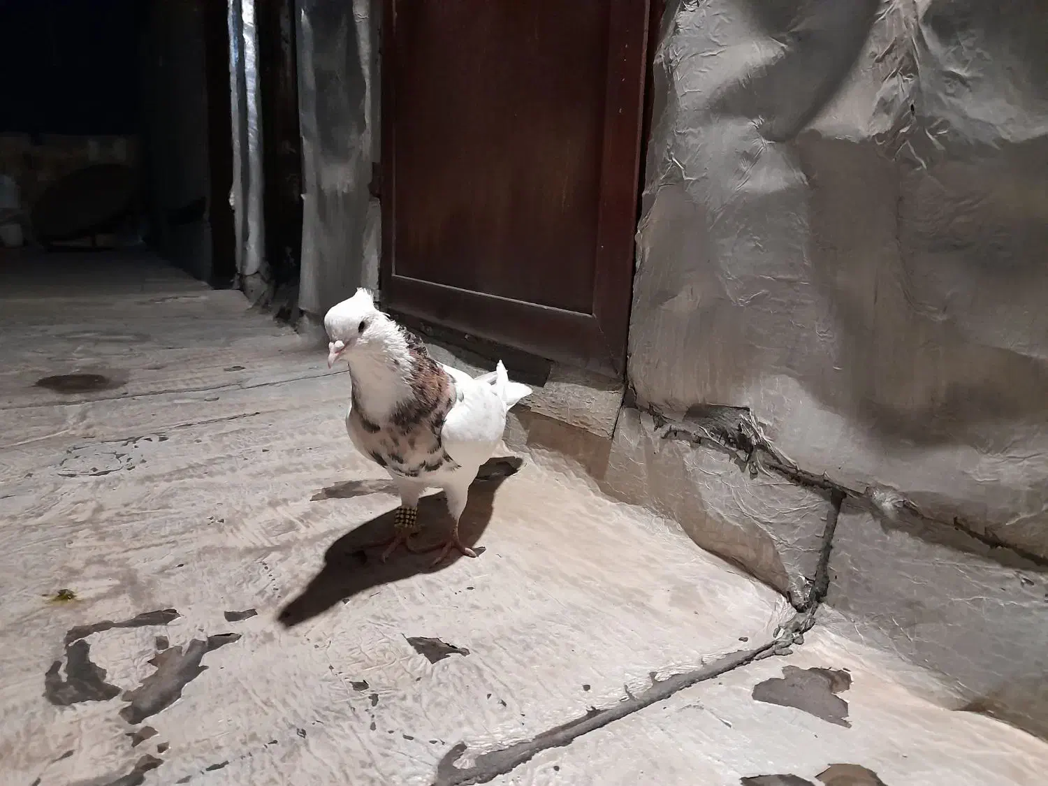 کبوتر معاوضه با طوطی برزیلی مرغ عشق فنچ عروس هلندی|پرنده|محمدشهر, کوی بهار|دیوار