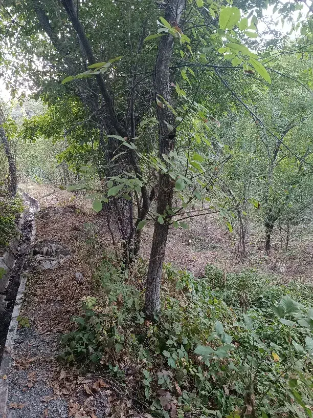 باغ ییلاقی روبه رودخانه روستای مغان با جوی آب زیبا|فروش خانه و ویلا|مشهد, کوی سیدی|دیوار