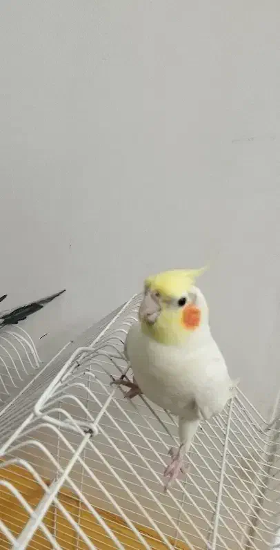 عروس هلندی|پرنده|رباط‌کریم, رباط‌کریم|دیوار