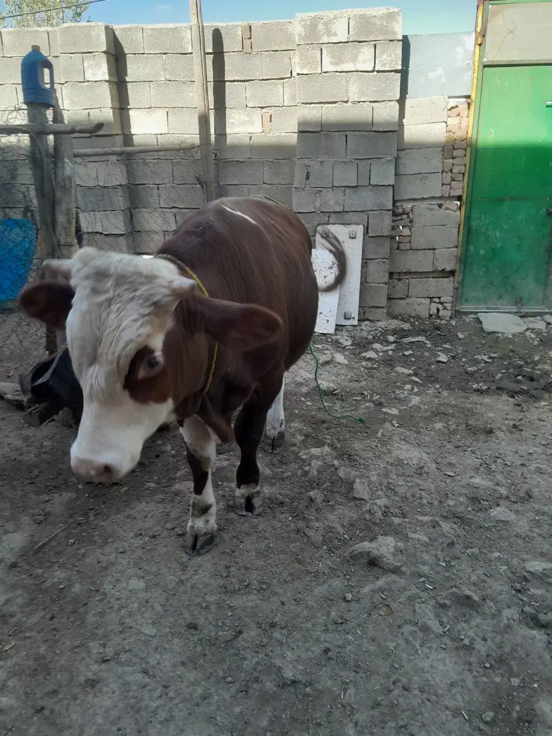 گوساله سمیتال‌اصل.به‌فروش‌می‌رسد|حیوانات مزرعه|بانه, |دیوار