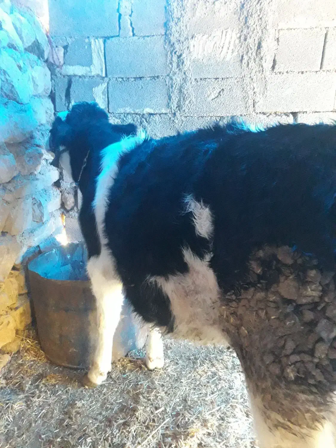 گوساله|حیوانات مزرعه|کارزان, |دیوار