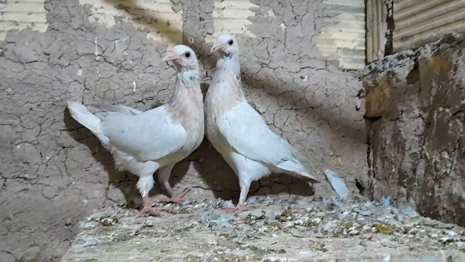 ماده|پرنده|بهمن صغاد, |دیوار