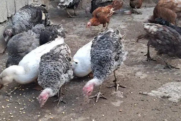 بوقلمون محلی|حیوانات مزرعه|نقده, |دیوار