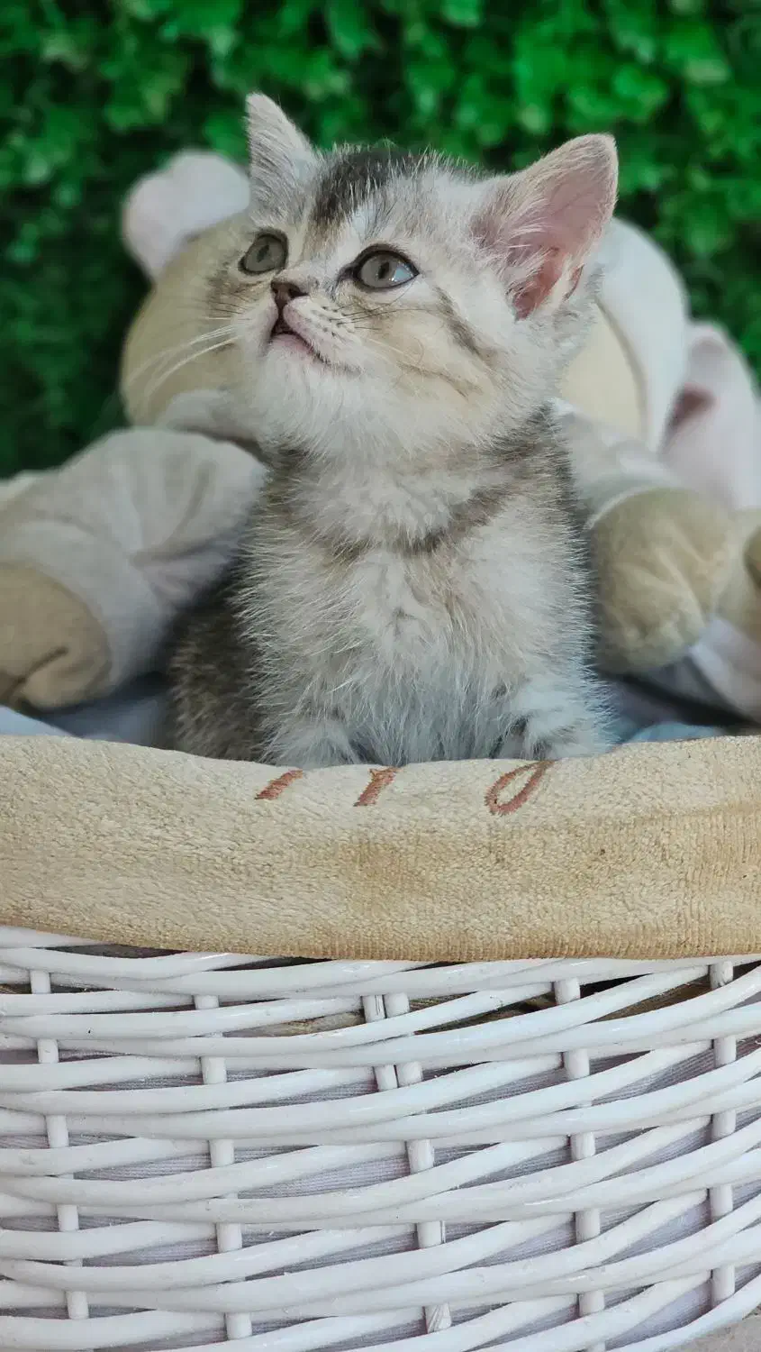 پرشیت مو بلند گرید A+|گربه|ایلام, |دیوار