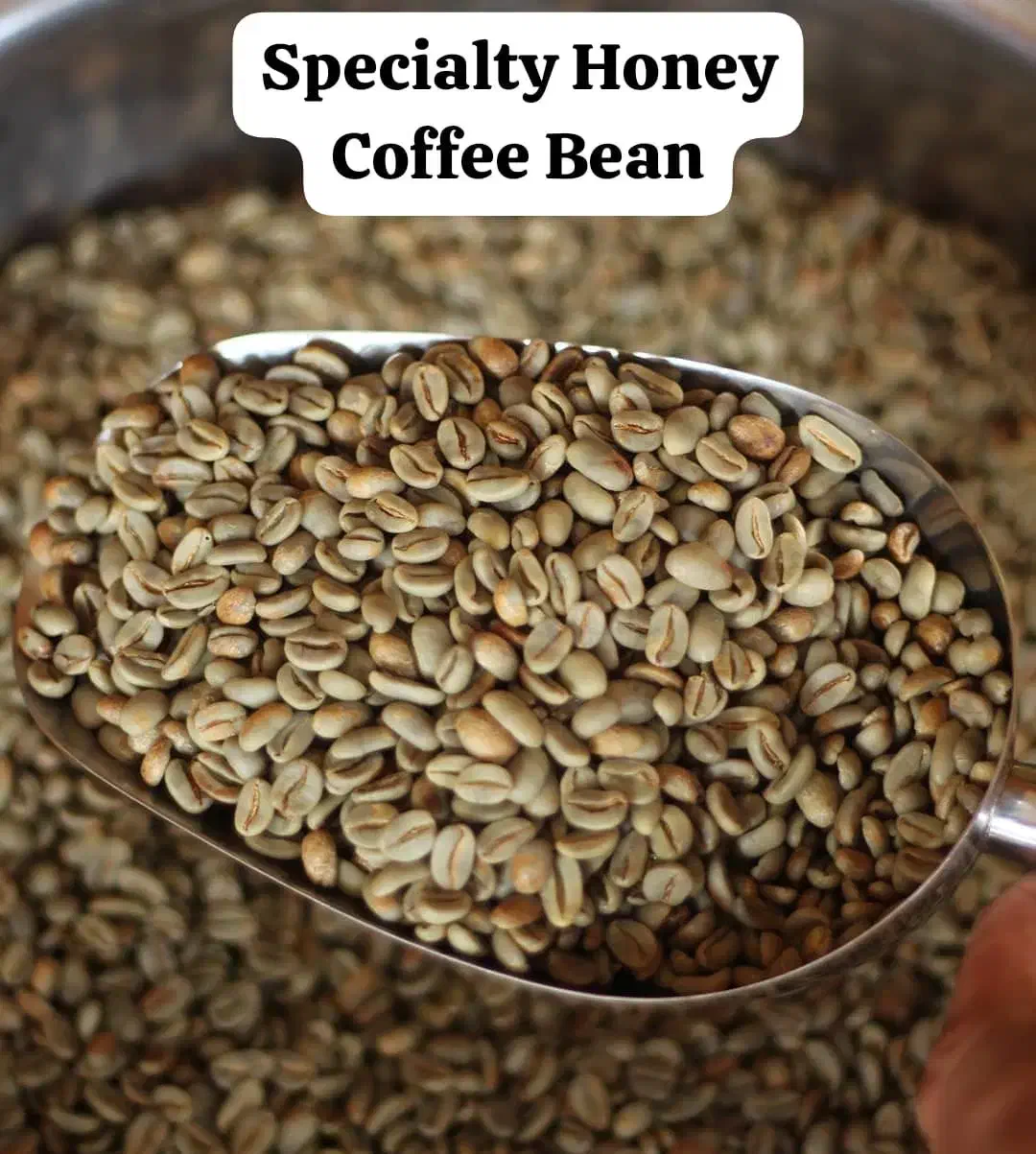 عمده دانه سبز قهوه EK AA واردکننده مستقیم|عمدهفروشی|تهران, اوین|دیوار