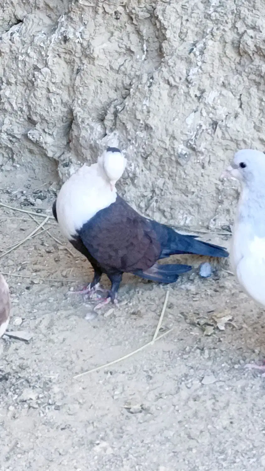 کربلایی ، طوقی، سینه ای، زاغ|پرنده|سراوان, |دیوار